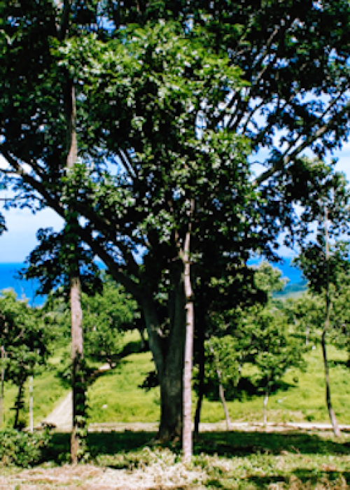Las Cascadas large open lots