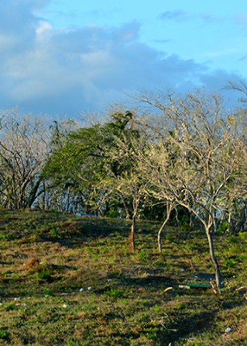 Suenos Tree Line 2