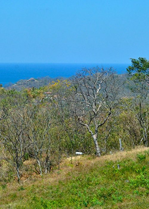 Suenos Tree Line